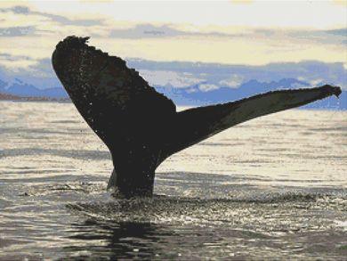 (image for) Whale Fluke